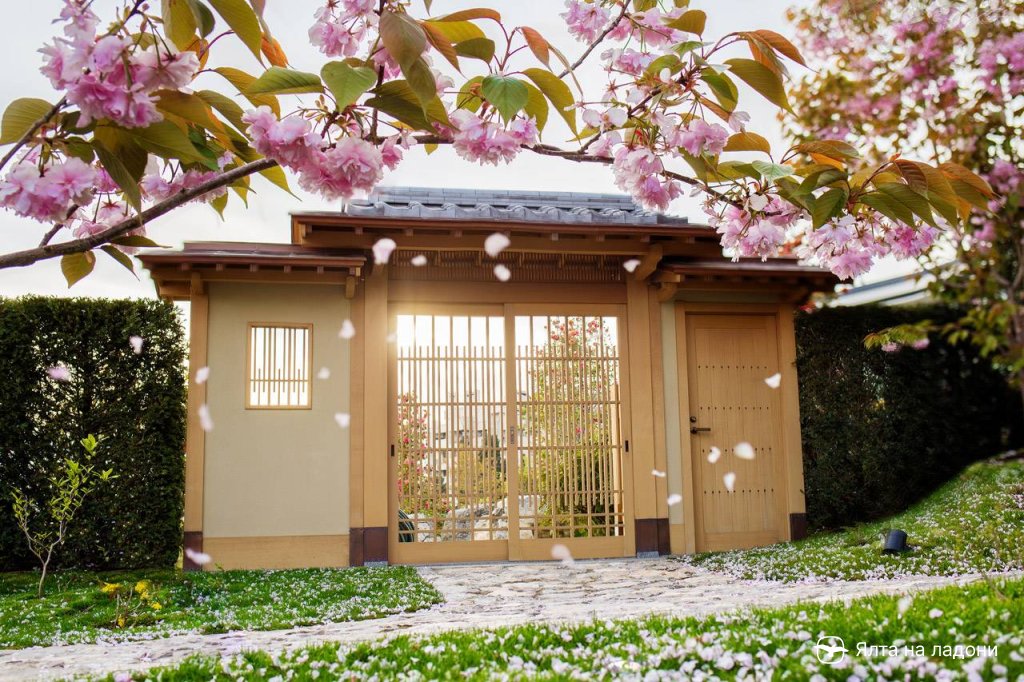Цветение сакуры в Крыму, японский сад «Шесть чувств»