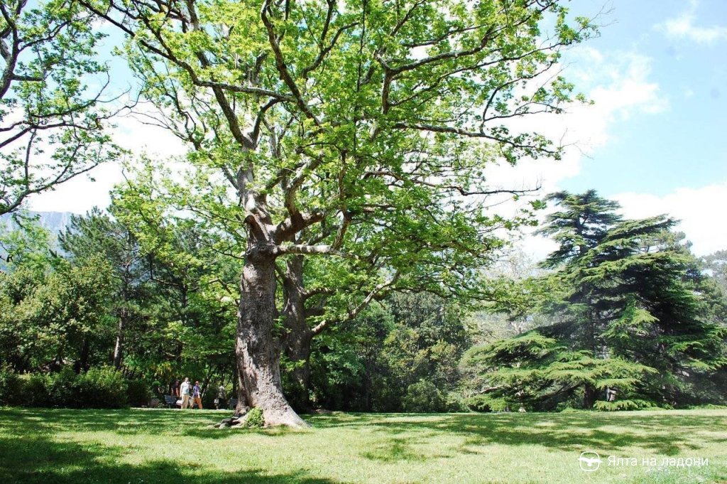 Виды воронцовского парка в Алупке, Крым