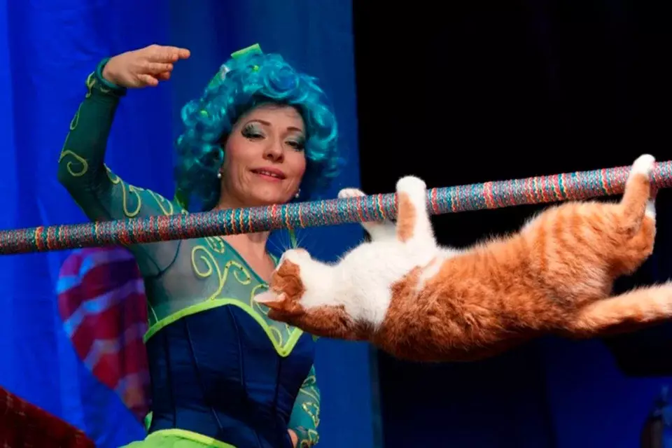 Детский спектакль Коты спасают мир в&nbsp;Ялте 4 июля, театр кошек Юрия Куклачёва