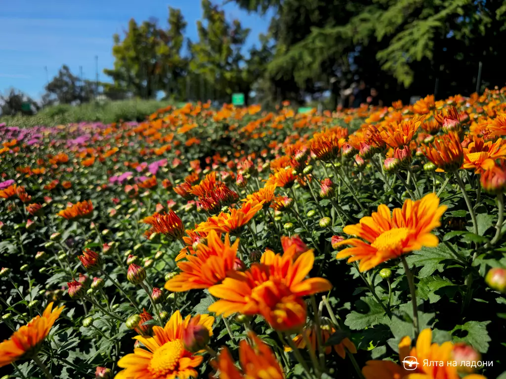 Бал хризантем 2025 в Крыму, Никита