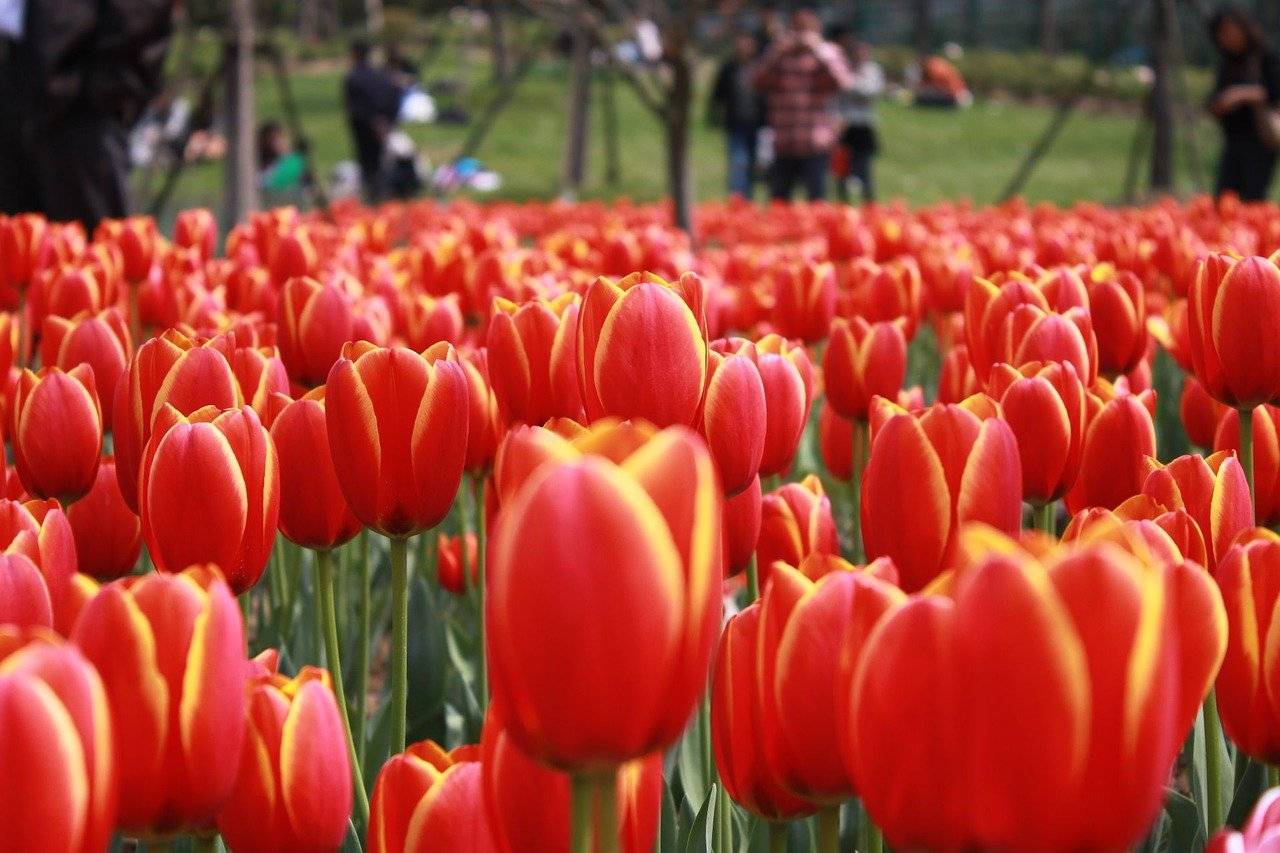 Парад тюльпанов в Никитском ботаническом саду