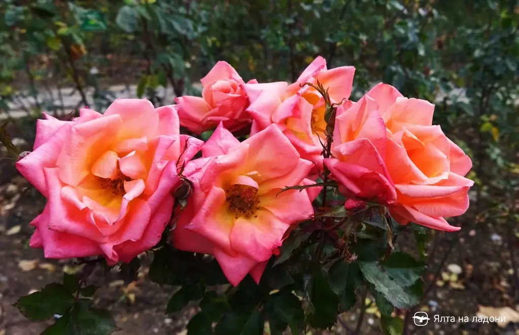 Январский розовый вальс в Никитском ботаническом саду, Крым