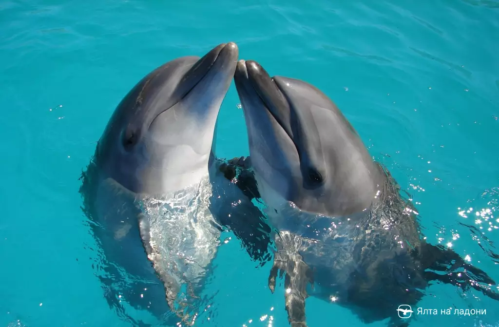 Поплавать с дельфином в Крыму