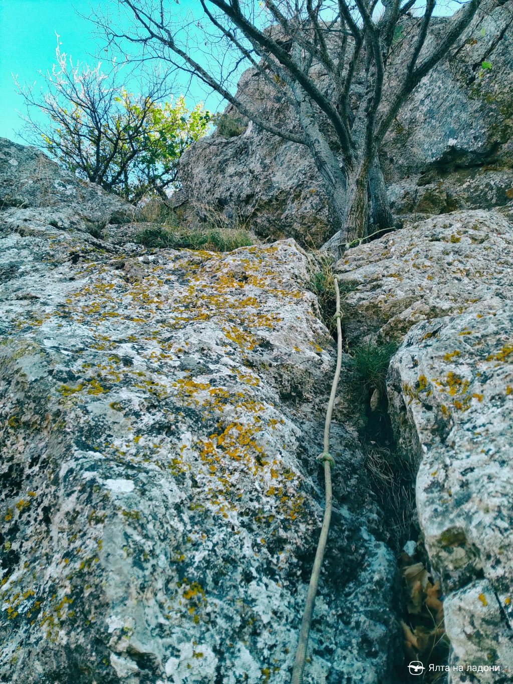 Верёвка у дерева для восхождения на гору Биюк-Исар в Крыму
