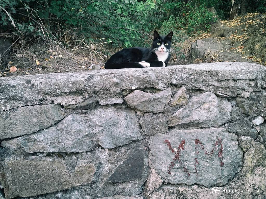 Котик в Ливадийском парке