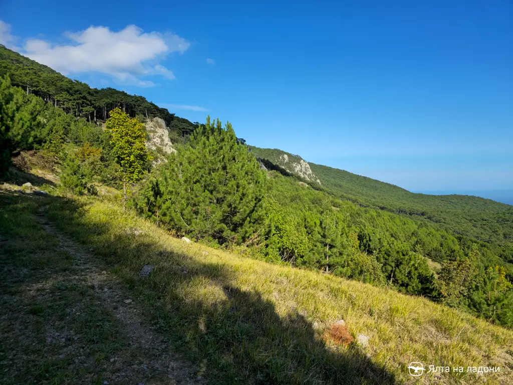 Виды на сосновый бор Южного берега Крыма с тропы Палласа