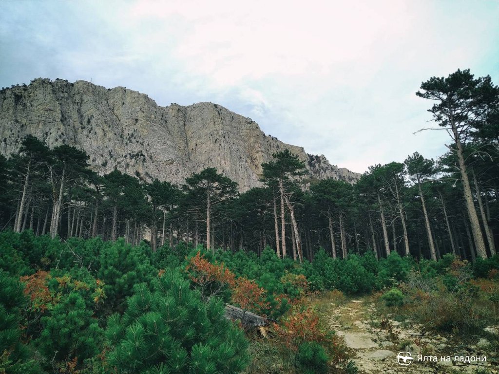 Хвойный лес с востока от Шаан-Кая в Крыму
