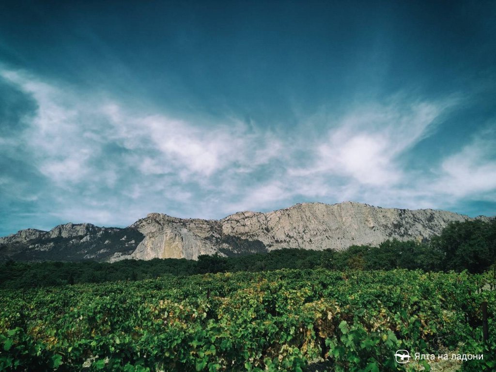 Вид на гору Шаан-Кая и плато Ай-Петри от алупкинских виноградников