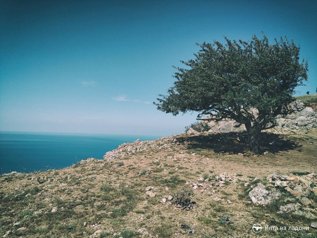 Одинокое дерево на горе Ильяс-Кая